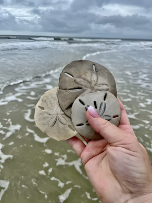 Private Little Tybee Trip