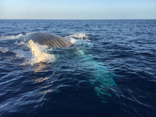 Whale and Dolphin Watching Zodiac Boat Tour