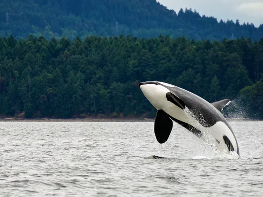 Whale Watching and Salmon Bake