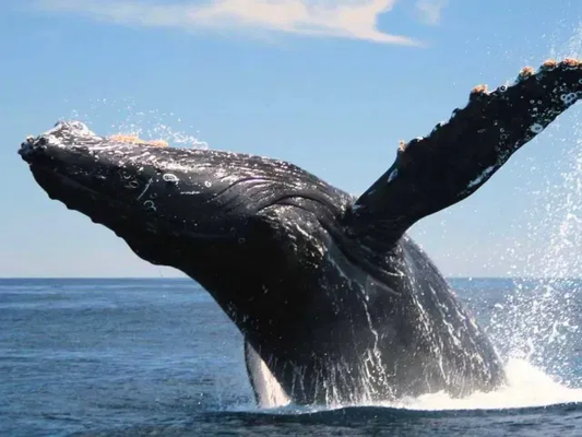 Harv's Original 6-Passenger Whale Watch