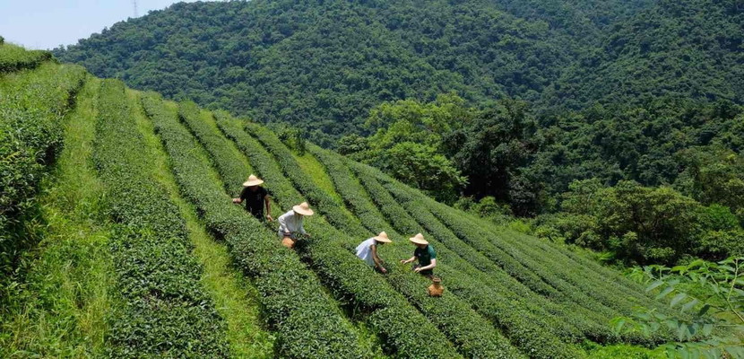 Rural Tea Tour