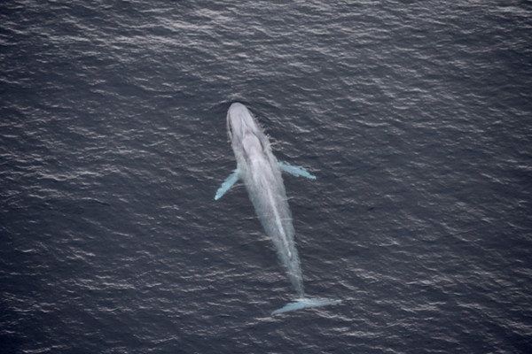 Kaikoura Helicopters - Extended Whale Watch