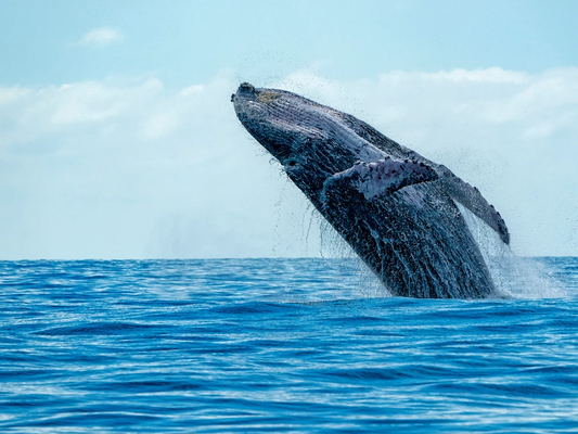 Private 6-Hour Whale Watching Charter