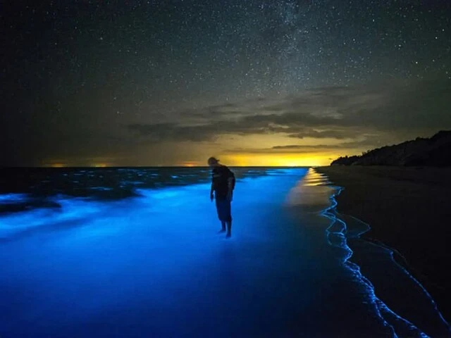 Grand Cayman Bioluminescence Tour
