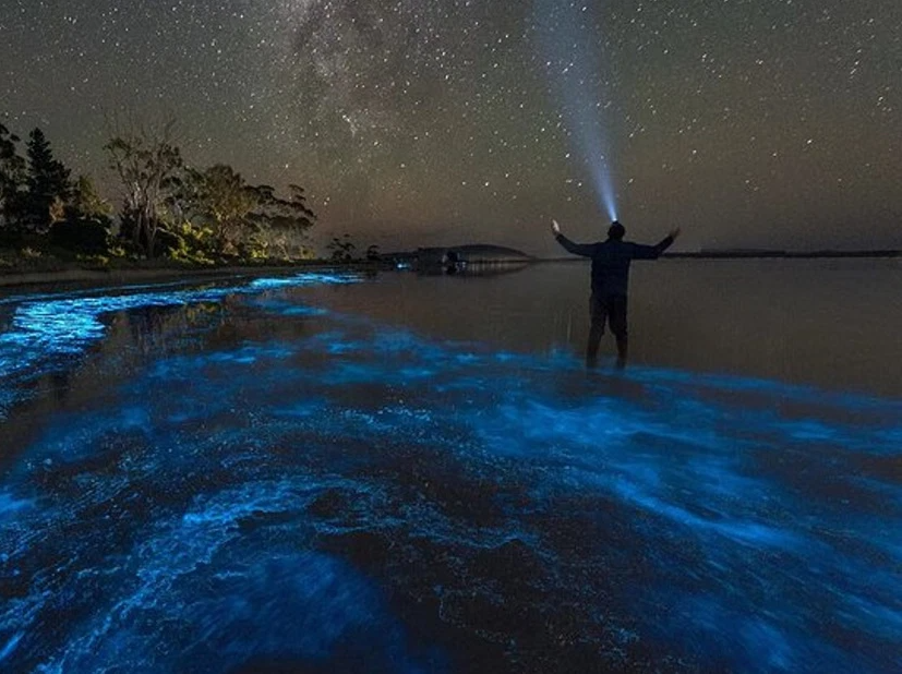 Grand Cayman Bioluminescence Tour