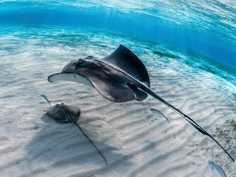 Stingray City Sandbar Tour