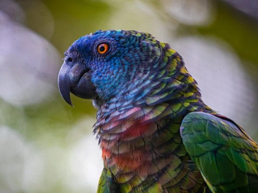 Sunrise Birdwatching and Rainforest Hike with Breakfast