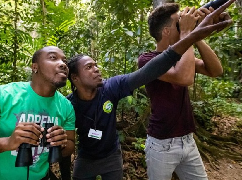 Sunrise Birdwatching and Rainforest Hike with Breakfast