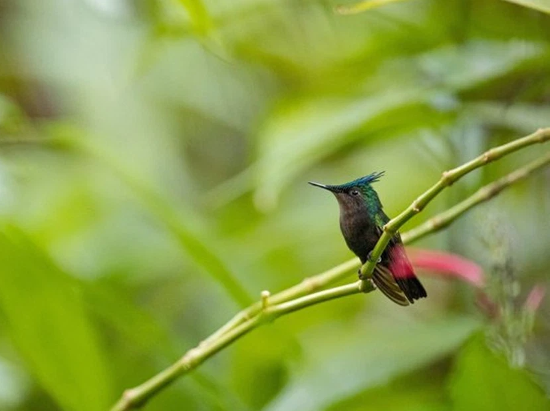 Sunrise Birdwatching and Rainforest Hike with Breakfast