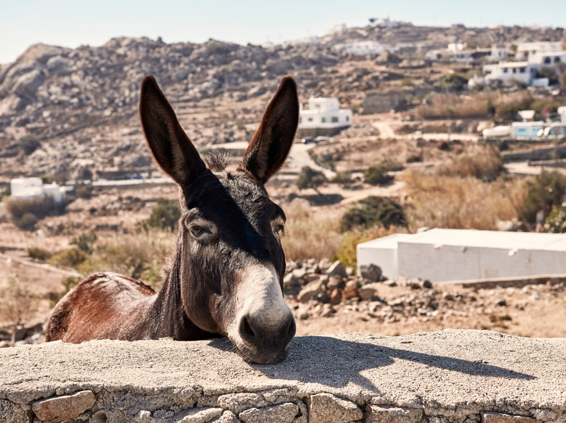 Authentic Mykonos: Island and Chora Small-Group Tour