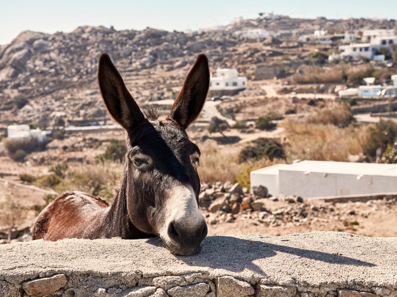 Authentic Mykonos: Island and Chora Small-Group Tour