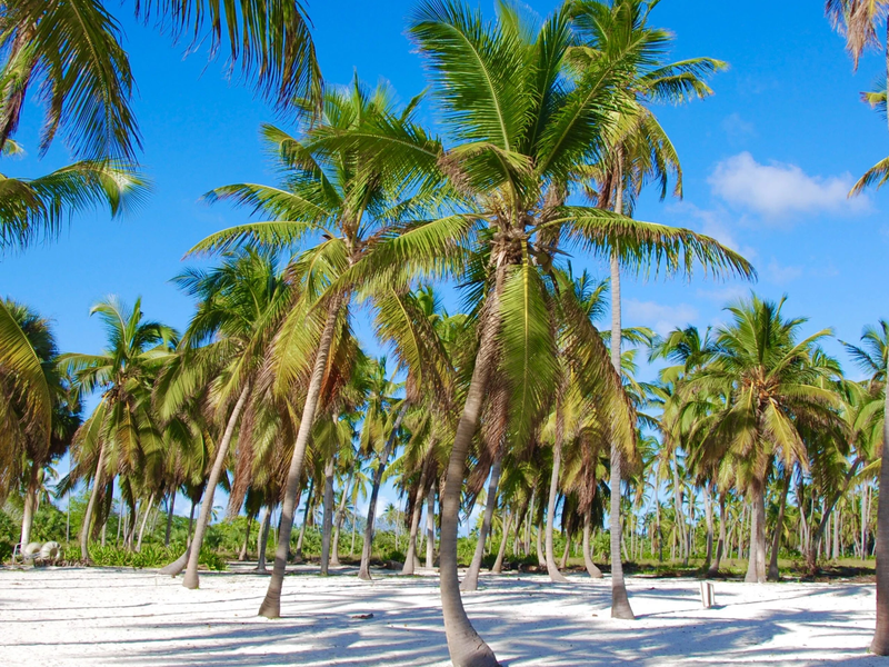 Saona Island Tour with Buffet Lunch, Paella, and Open Bar