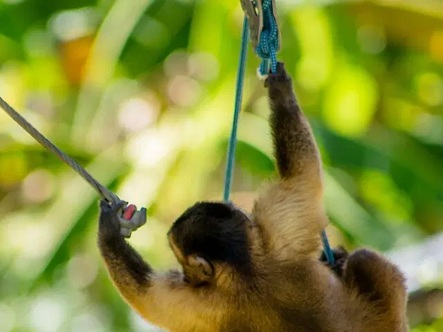 Ziplining, Cenote Swim, Waterfall and Monkeys Tour