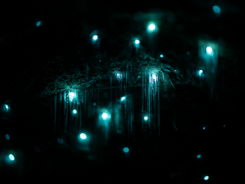 Glow Worm Kayak Tour