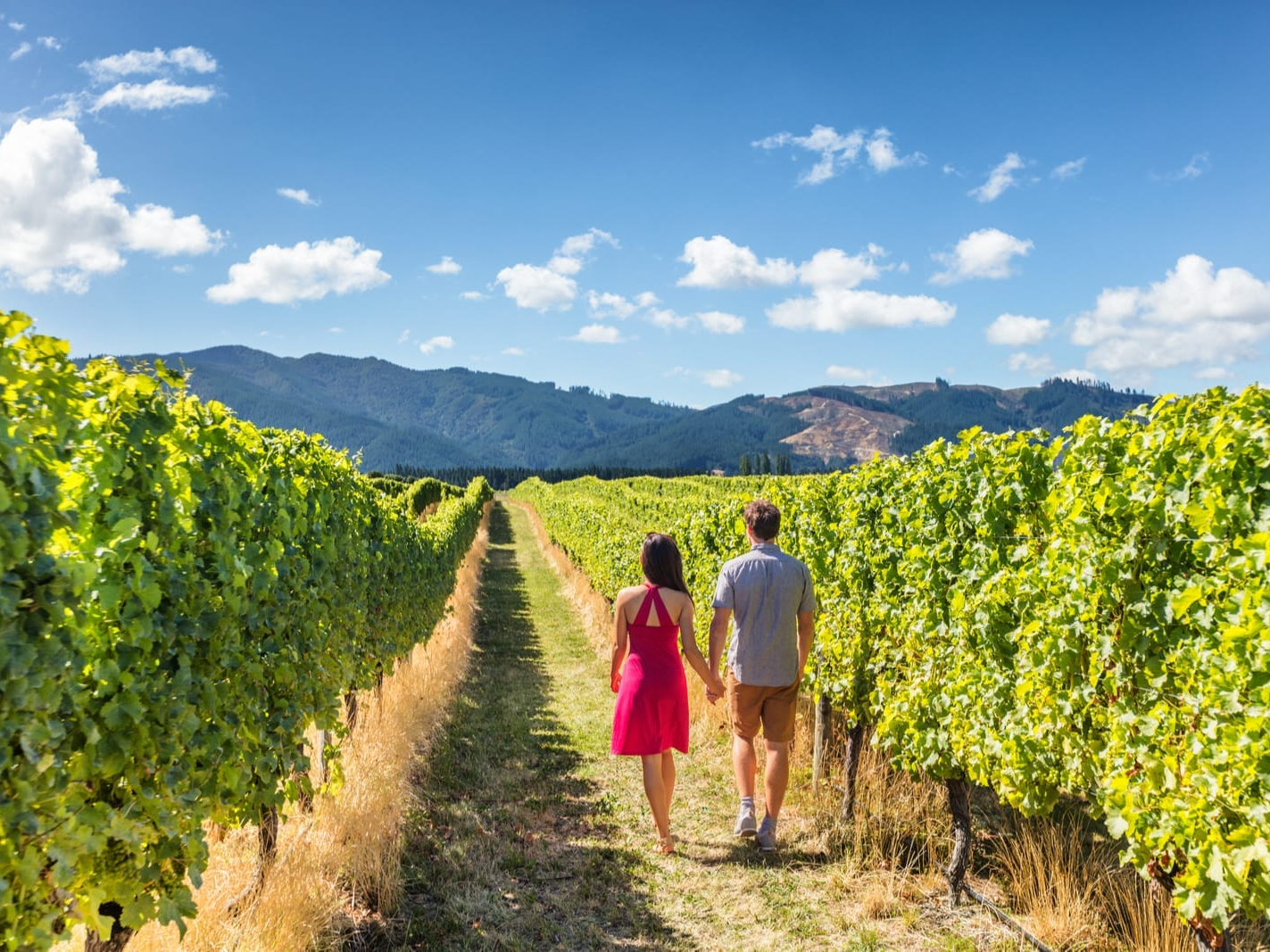 Muir Woods and Wine Country Day