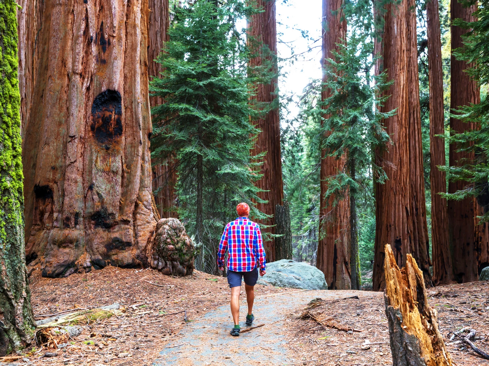 Muir Woods and Wine Country Day