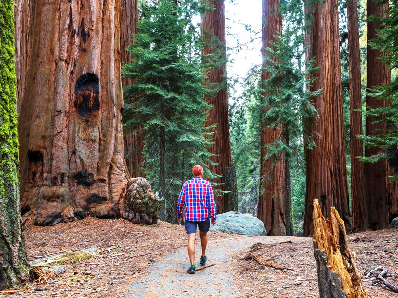 Muir Woods and Wine Country Day
