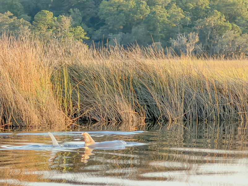 Golden Hour Lowcountry Boat Cruise