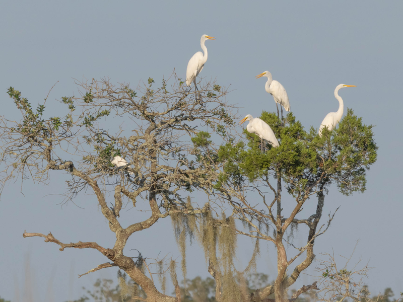 Morning Marsh Magic