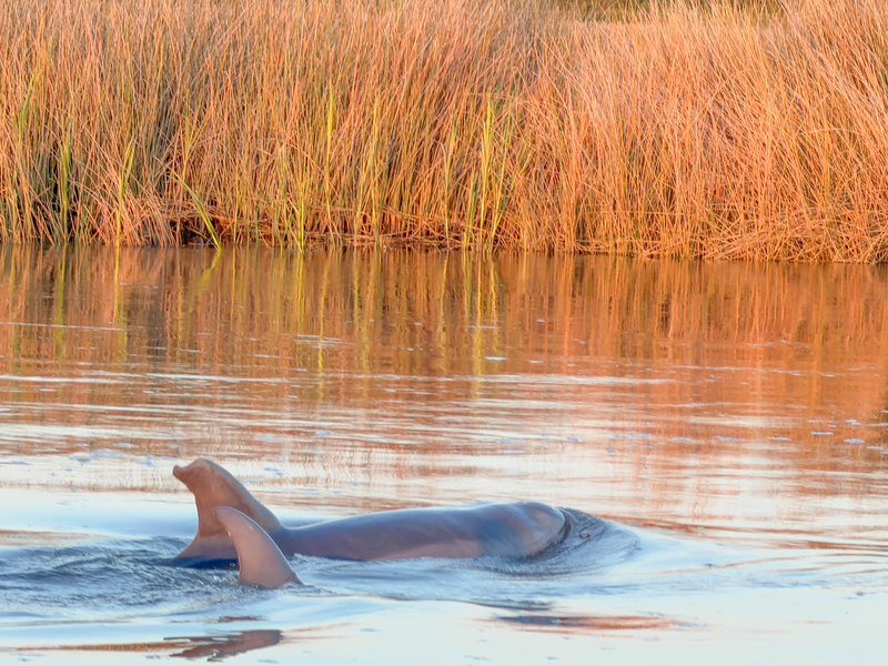 Morning Marsh Magic