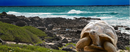 Galapagos