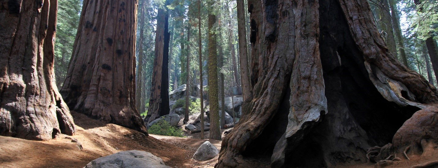 Sequoia National Park