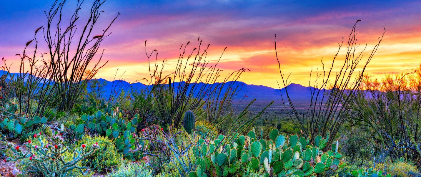 Saguaro National Park