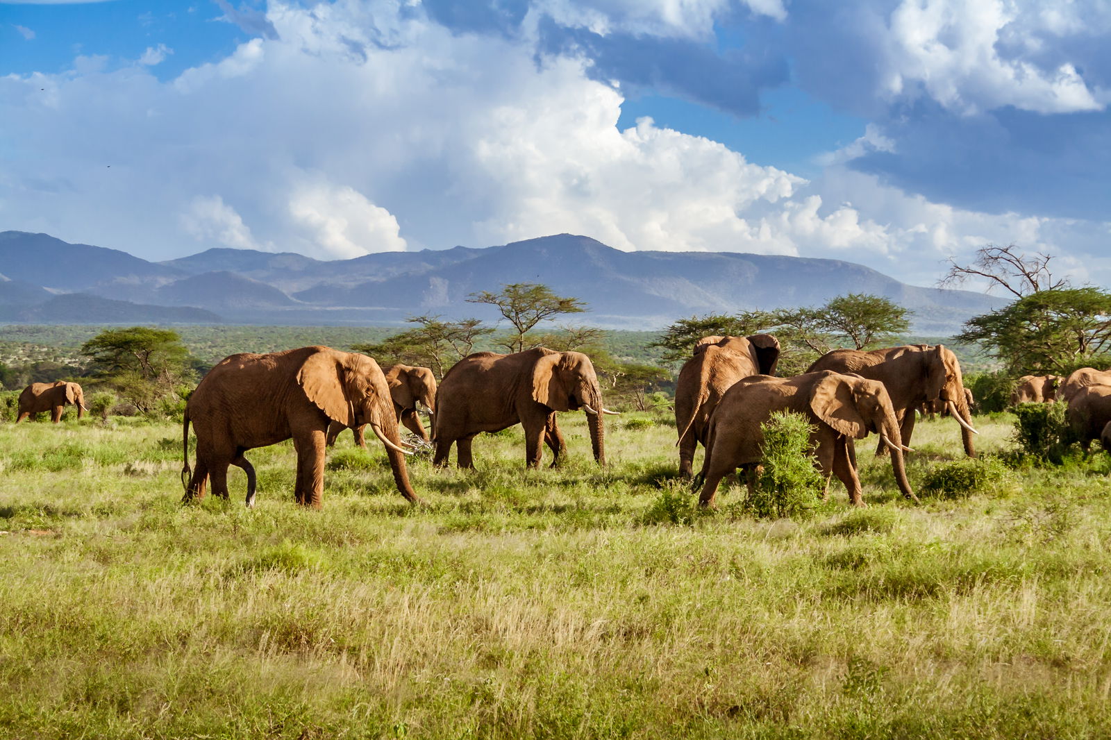 Kruger National Park