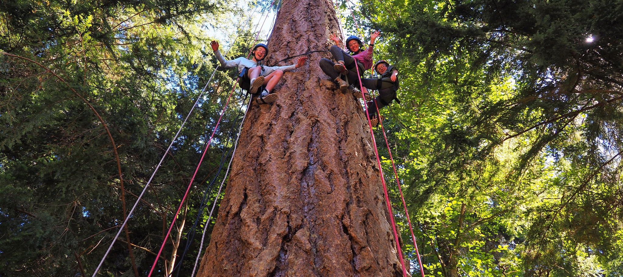 Introduction to Tree Canopy Climbing